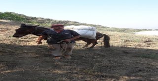 Aydınlı Üreticiler At Ve Eşeklerden Vazgeçemiyor