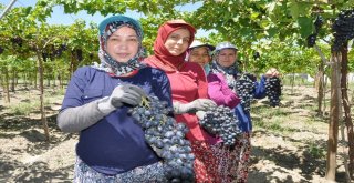 Manisada Üzüm Hasadı Başladı