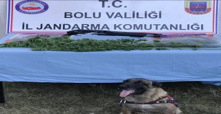 Boluda Uyuşturucu Operasyonu: 6 Gözaltı