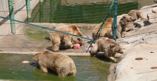 (Özel) Sıcak Havadan Etkilenen Hayvanlar Buzlu Kokteylle Serinletiliyor