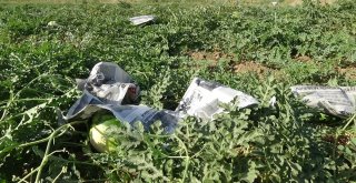 (Özel) Karpuzu Böyle Koruyorlar