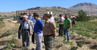 Hekimhan Belediyesi Ceviz Fidanı Yetiştiriyor