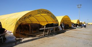 Sincan Kurban Bayramına Hazır