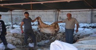 Thk, 7 Bin 250 Küçükbaş, 157 Büyükbaş Deri Topladı