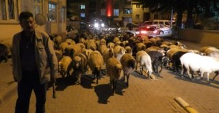 Şehir Merkezinden Koyun Sürüsü Geçti