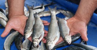 Van Balığı Tezgahlardaki Yerini Aldı