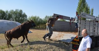 1 Tonu Bulan Kurbanlıklar Sahipleri İçin Yola Çıktı