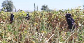 Ziraat Odası Başkanı Koçak: Ülkemiz İçin Milli Ay Çekirdeğini Çitleyin