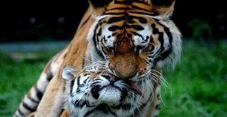 Aslan Ve Kaplanlara Nefes Kesen Beslenme Testi