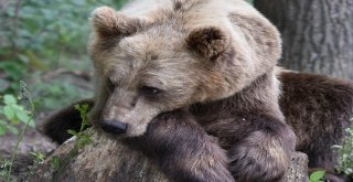 Kuzey Kafkasyada Sadece 450 Boz Ayı Kaldı