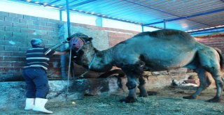 Bakıcısını Öldüren Deve Kasaplara Emanet Edildi