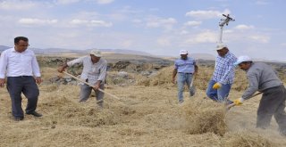 Arguvanda Nohut Hasadı Başladı