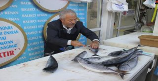 Palamutların Tanesi Yaklaşık 1 Kilo Çekiyor