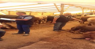 Ümraniyede Kurban Pazarı Denetimleri Devam Ediyor