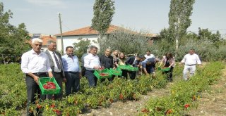 Kapya Biber Hasadı Tarla Günü