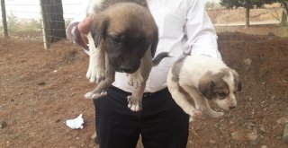 (Özel Haber) Sokağa Bırakılan Köpek Yavruları İle Birlikte Not Da Bulundu