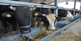 Denizlide Kurbanlık Hayvan Alışverişleri Hızlandı