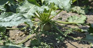 Pancar Üretimini 4 Katına Çıkardılar