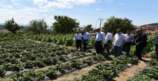 Dağ Yöresinde Hasat Zamanı