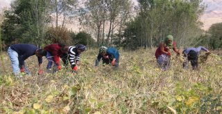 Bingölde Horoz Kuru Fasulyesinin Coğrafi İşaret Başvurusu İçin Hasadı Yapıldı