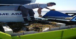 Denizler Ve Sahiller Artık Daha Temiz