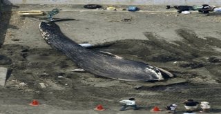 Ölü Dev Mavi Balina Japonya Sahillerine Vurdu