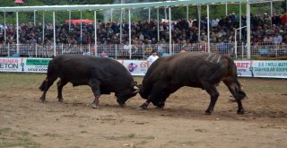 Boğa Güreşleri Türkiye Şampiyonu Belli Oldu