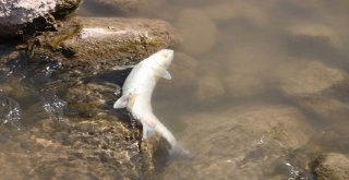 Kızılırmaktaki Balık Ölümleriyle İlgili İnceleme Başlatıldı
