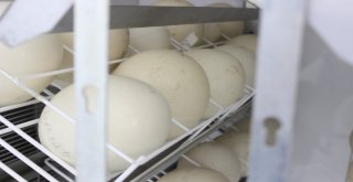 1,5 Ayda Yumurtadan Çıkıyor, Tanesi 500 Liradan Alıcı Buluyor