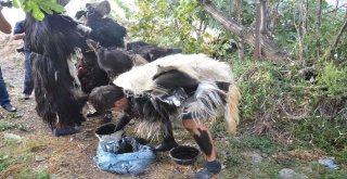 Keçi Derisi Giyip, Dana Kılından Bıyık Takıyorlar