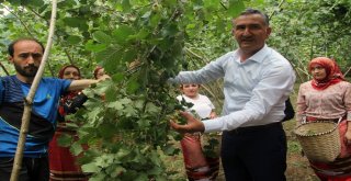 (Özel) Fındık Hasadı Dua Ve Kemençeyle Başladı