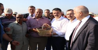 Bakan Pakdemirli Tarlaya İndi, Traktör Kullandı