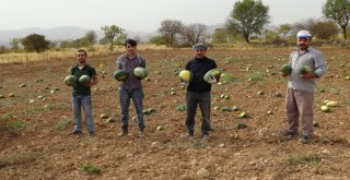 Gercüşte Karpuz Hasadı Başladı