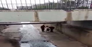 (Özel) Pendikte Dereye Düşen Köpek İçin Ekipler Seferber Oldu