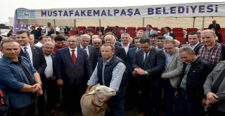 Hayvanlar En Güzel Olmak İçin Yarıştı