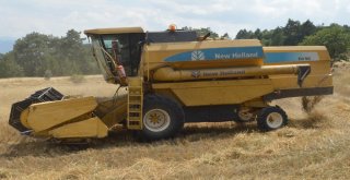 (Özel) Buğdayın Atası ‘Siyezin Hasadı Devam Ediyor