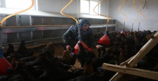 Kocaelinde Genç Çiftçilere Hibe Tavuk Desteği
