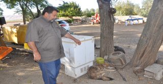 İslahiyede Bulunan Yaralı Kurt Tedavi Edilecek