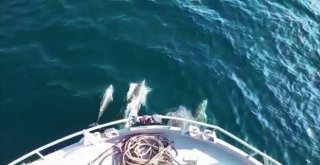 Yunusların Balıkçılara Rehberliği Kamerada