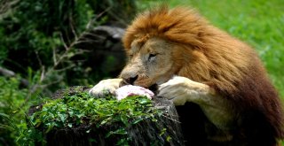 Aslan Ve Kaplanlara Nefes Kesen Beslenme Testi