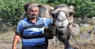 (Özel) Güreşçi ‘Yakışıklı Sülo Kurbanlık Yolunda