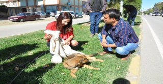 Aracın Çarptığı Köpeğe Üniversite Öğrencisinden Şefkat Eli