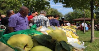 Bu Festivalde En Güzel Ayvalar Yarıştı