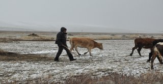 (Özel) Karsta Kar Ve Tipiye Yakalanan Çobanlar Zor Anlar Yaşadı