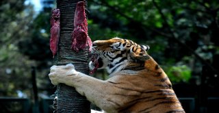 Aslan Ve Kaplanlara Nefes Kesen Beslenme Testi