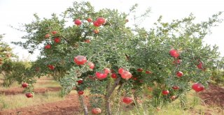 Belediyenin Yetiştirdiği Meyveler Dar Gelirli Ailelere Dağıtıldı