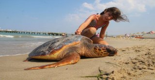 Deniz Kaplumbağaları Araştırma Merkezinin Kapanacağı İddiası