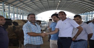 Denizlide Kurbanlık Hayvan Alışverişleri Hızlandı