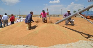 Muşta Buğday Satışı Başladı