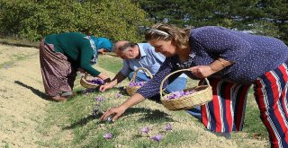 Kilosu 30 Bin Tl Olan Safranda Hasat Başladı